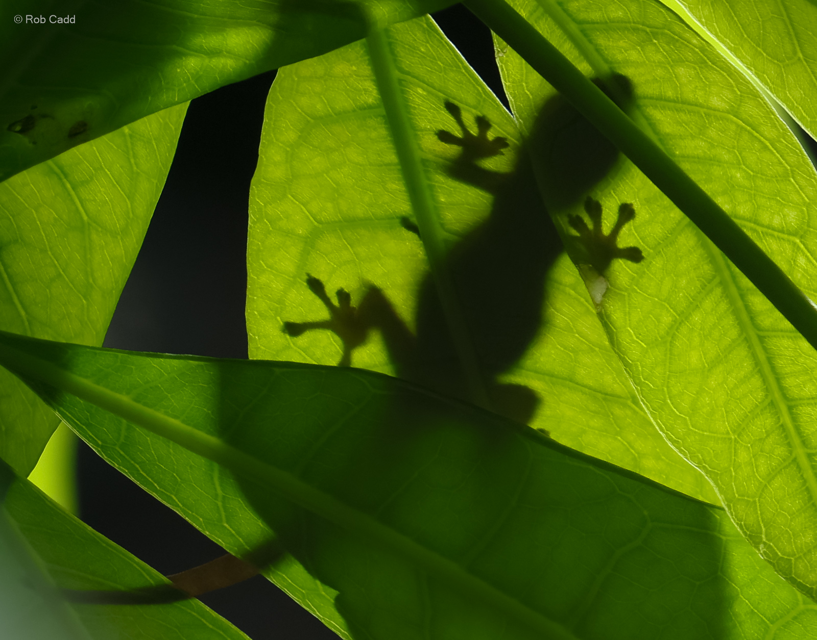Electric blue day gecko : Whipsnade : 09 Jun 2024