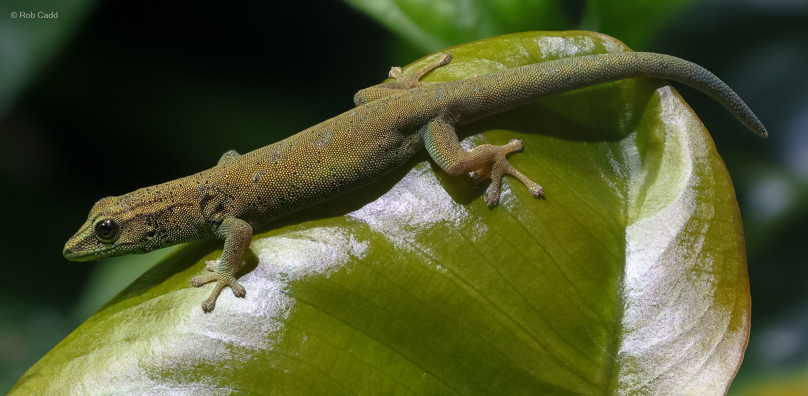 Electric blue day gecko : Whipsnade : 09 Jun 2024