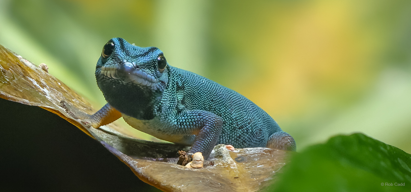 Electric blue day gecko : Whipsnade : 09 Jun 2024