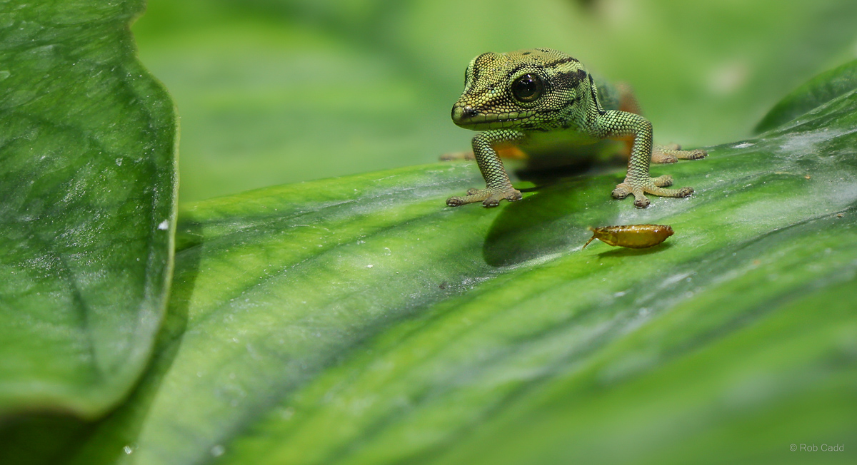Electric blue day gecko : Whipsnade : 13 Jul 2025