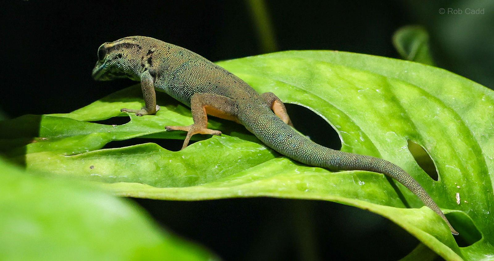 Electric blue day gecko : Whipsnade : 24 May 2024