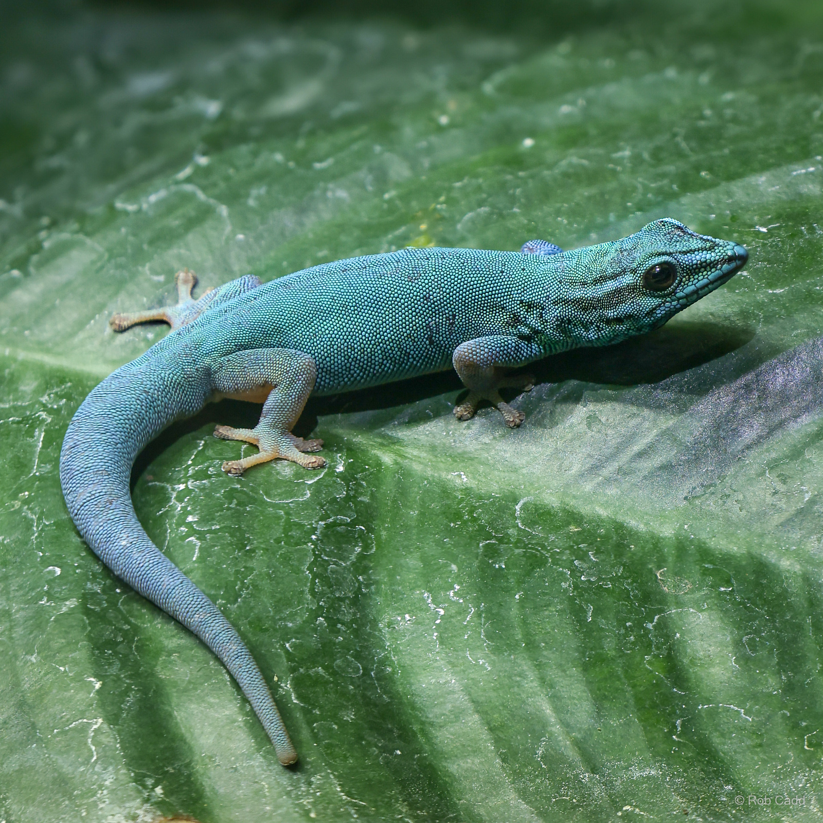 Electric blue day gecko : Whipsnade : 24 May 2024