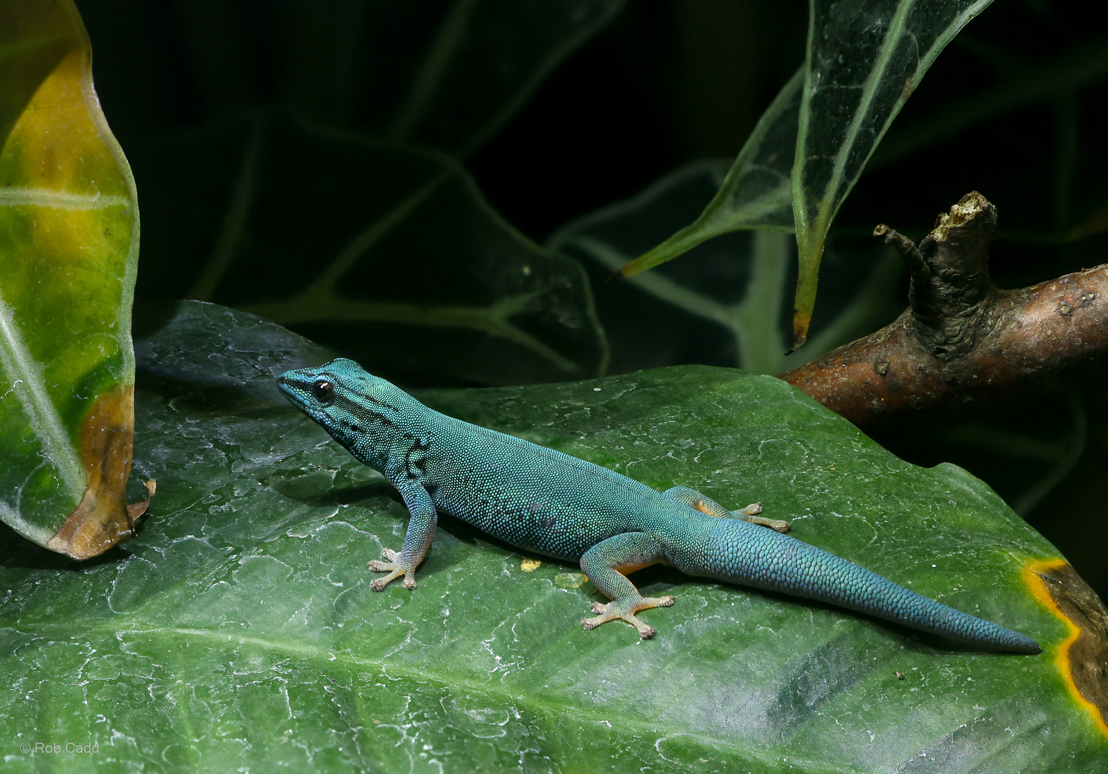 Electric blue day gecko : Whipsnade : 27 May 2024