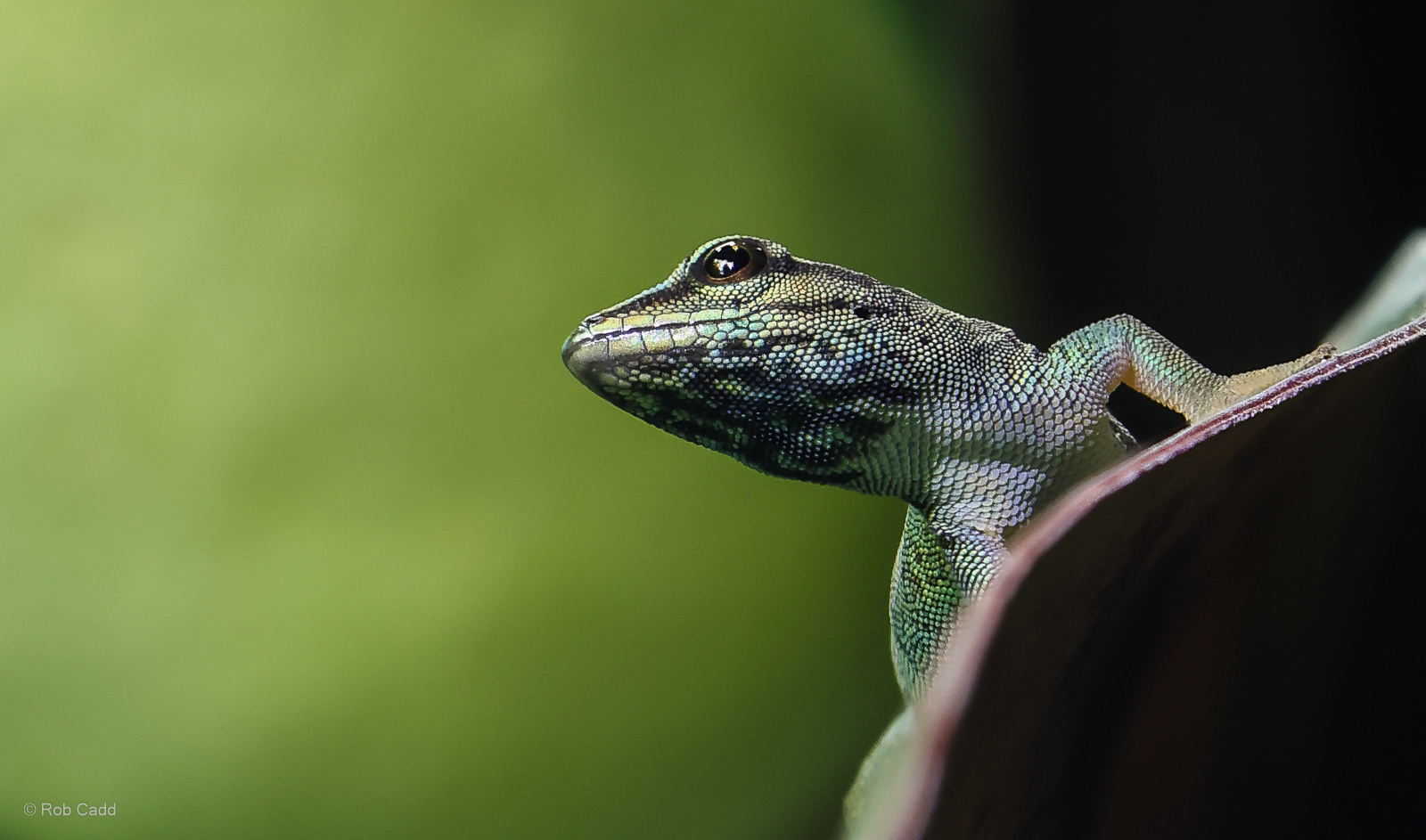 Electric blue day gecko : Whipsnade : 27 May 2024