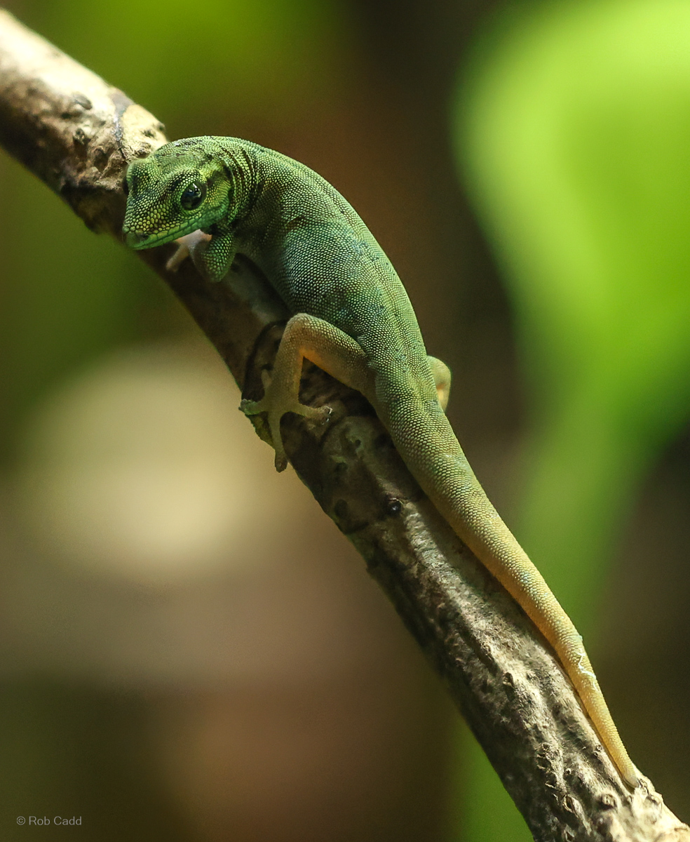 Electric blue day gecko : Whipsnade : 29 Jun 2025