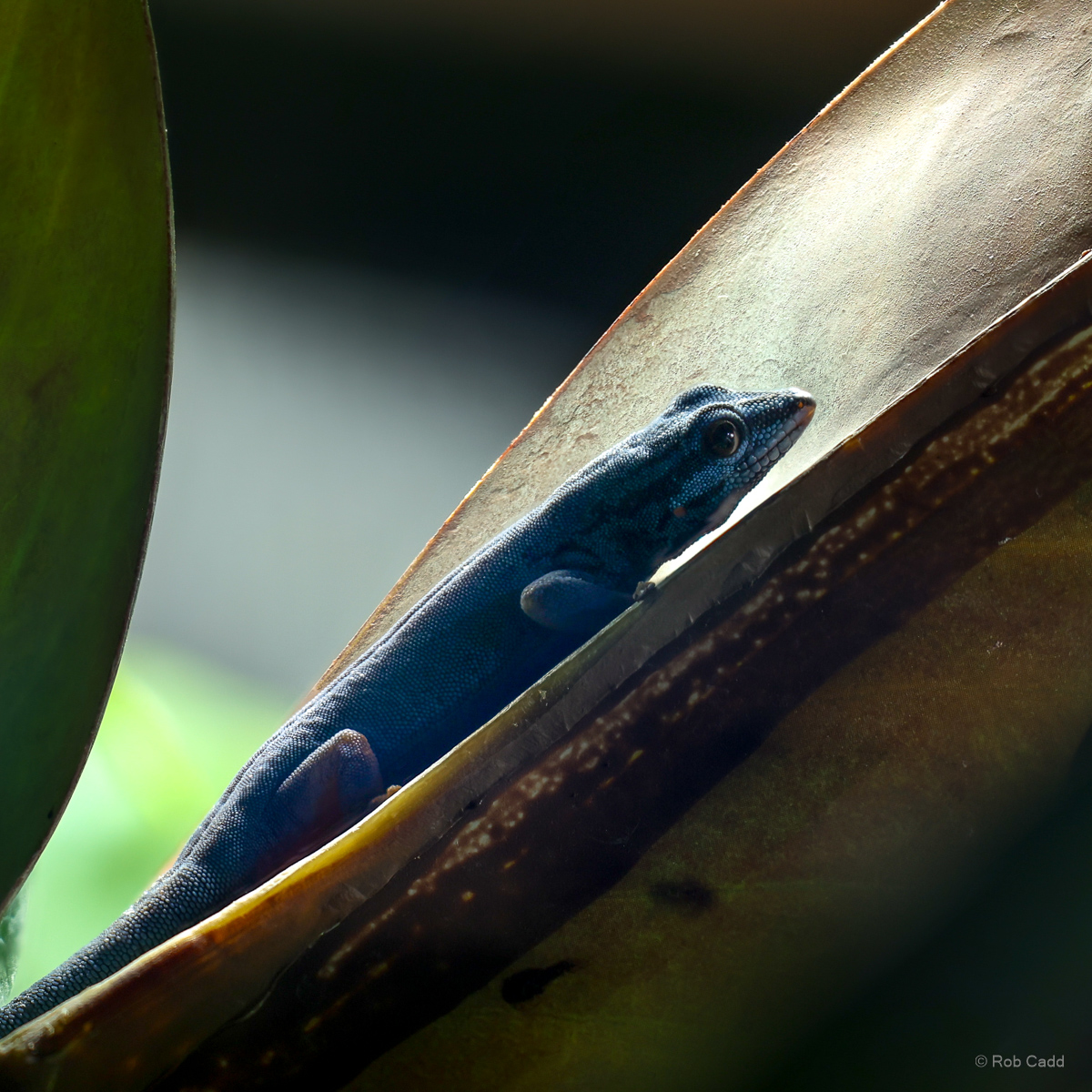 Electric blue day gecko : Whipsnade : 29 Jun 2025