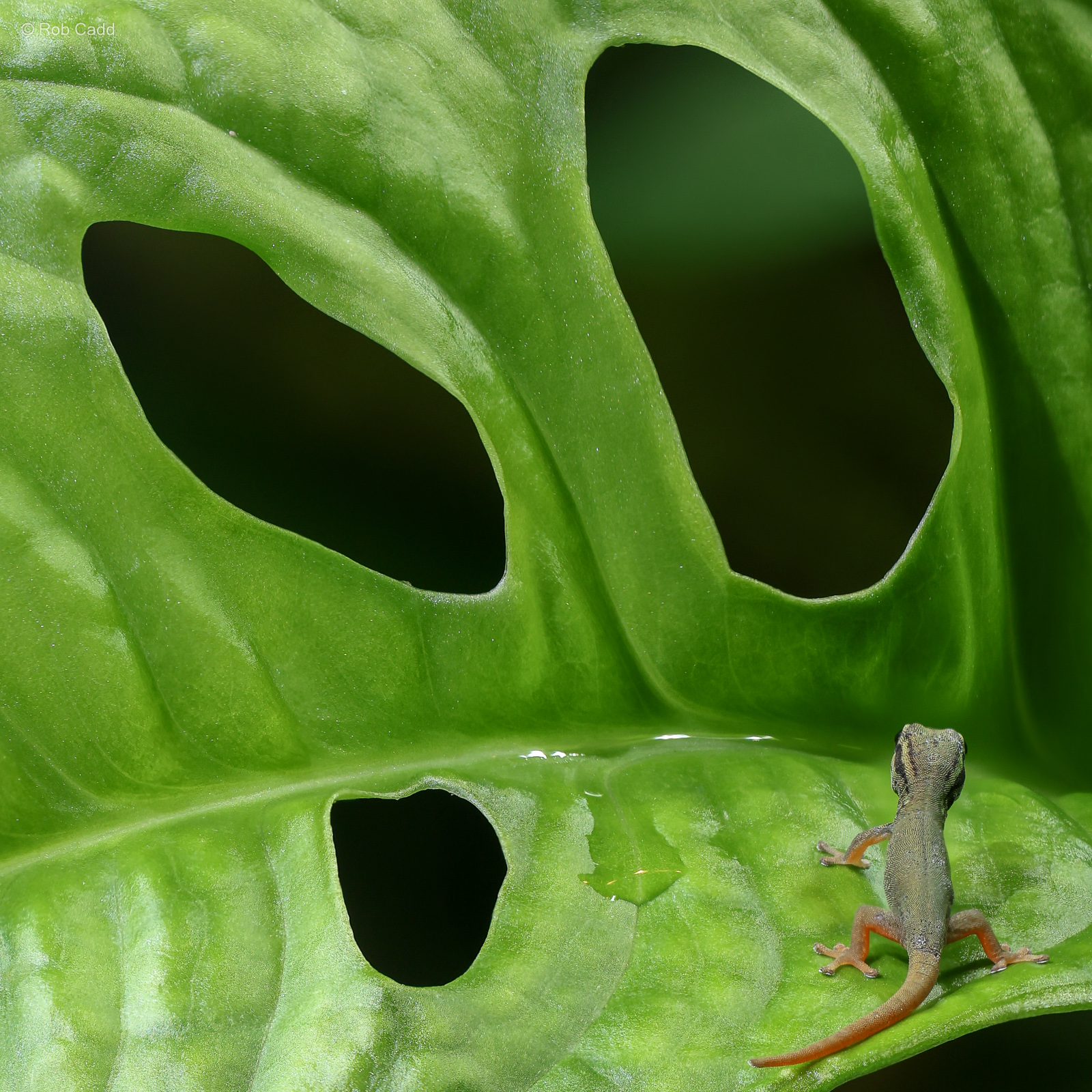 Electric blue day gecko : Whipsnade Zoo : 14 Jul 2024