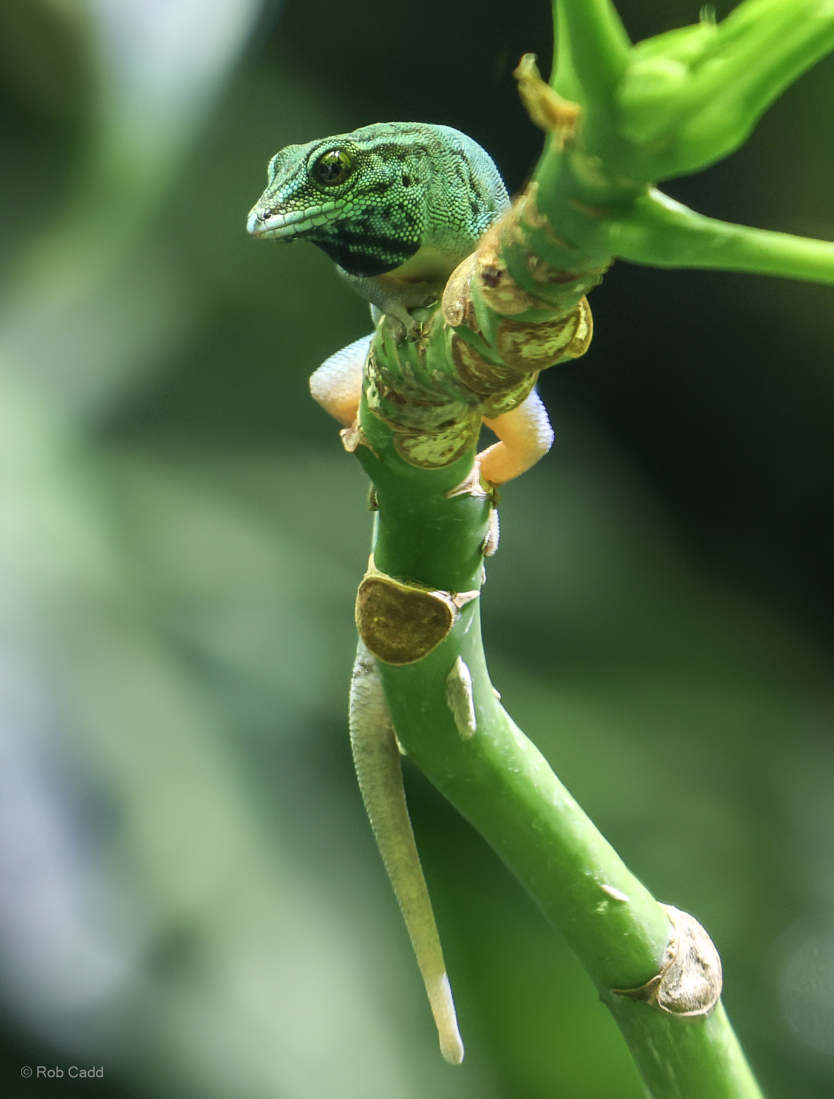 Electric blue day gecko : Whipsnade Zoo : 14 Jul 2024