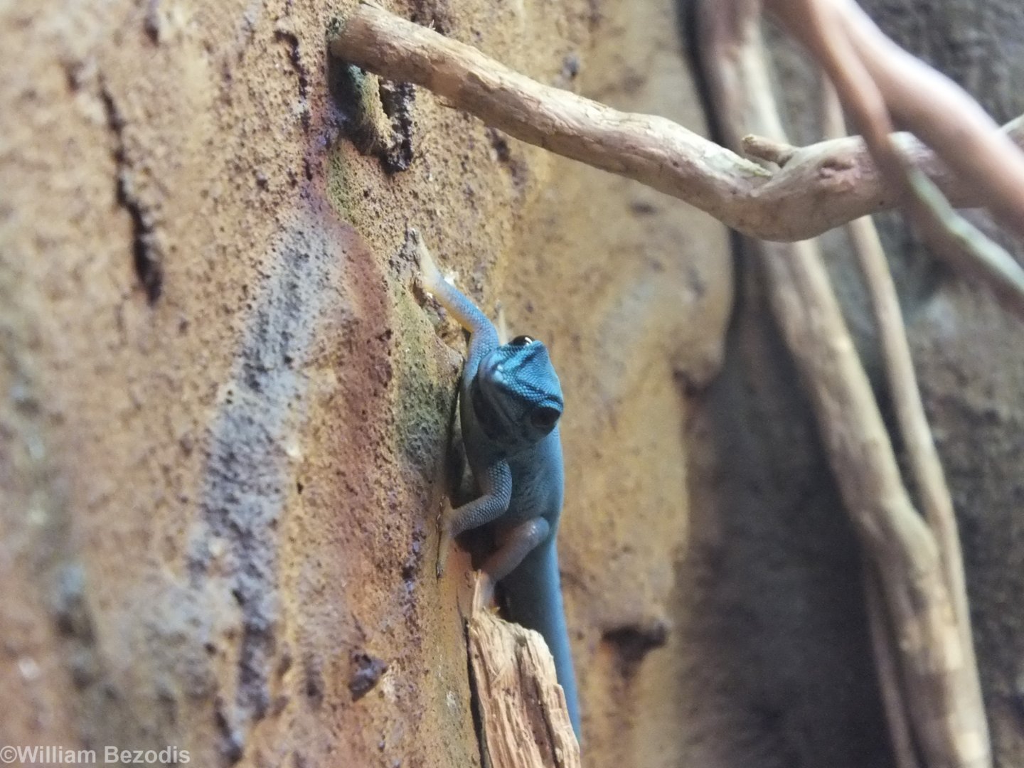 Electric-blue Day-gecko - Wroclaw Zoo Terrarium