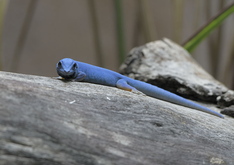 Electric blue day gecko