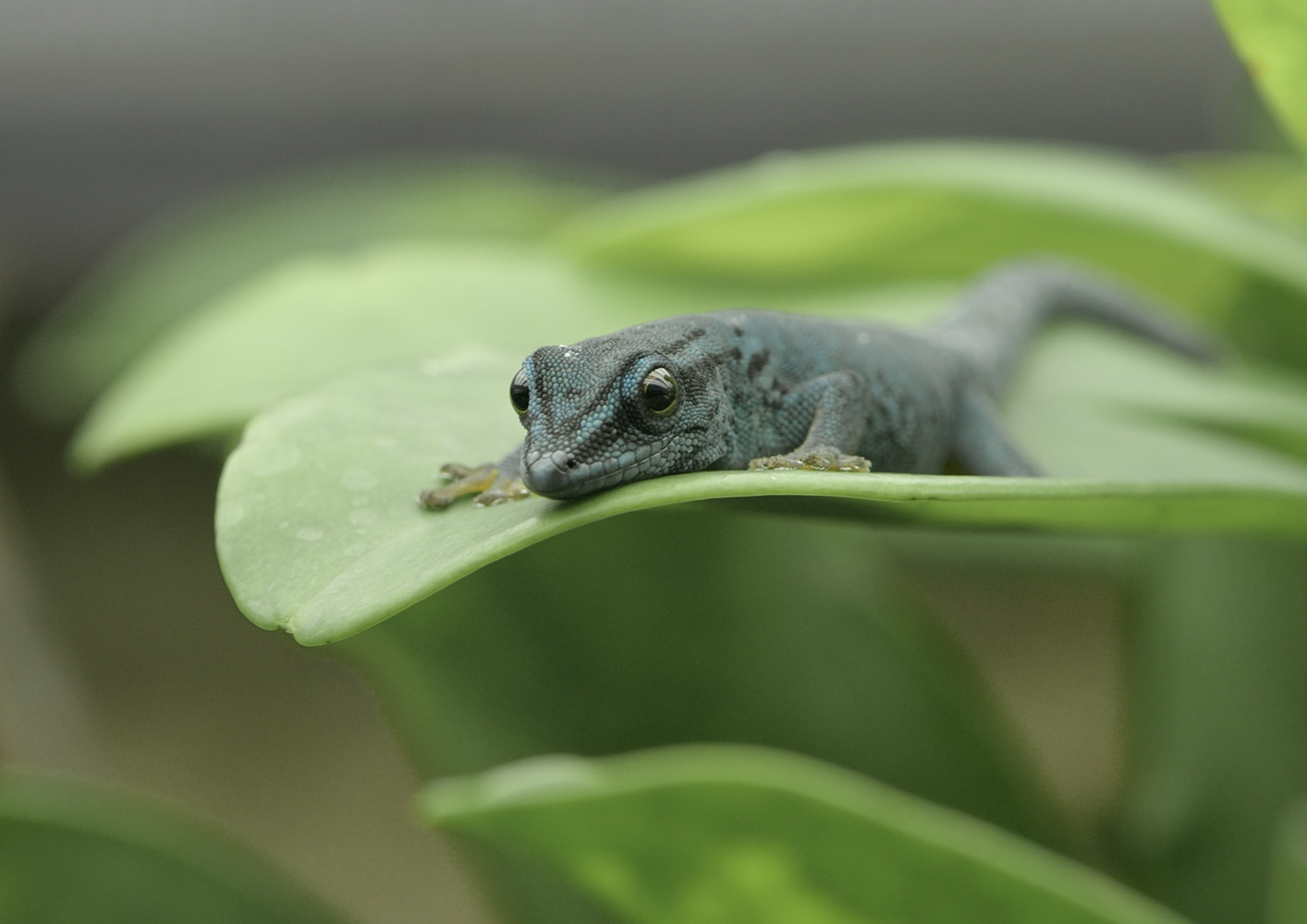 Electric blue day gecko