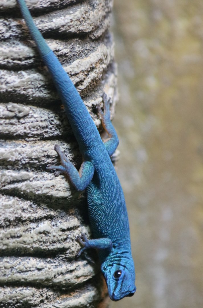 Electric Blue Day Gecko