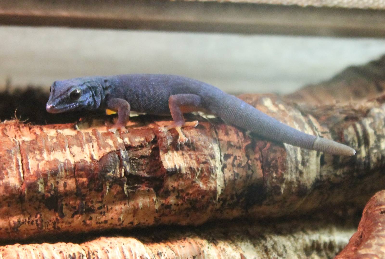 Electric blue dwarf gecko