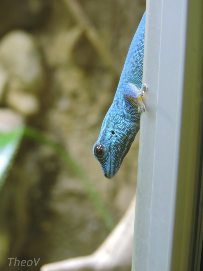 Electric blue gecko [2017]