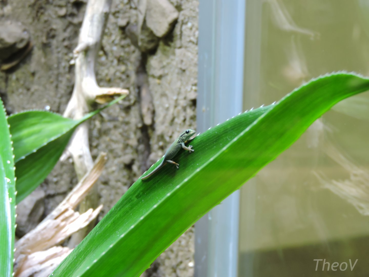 Electric blue gecko [2017]