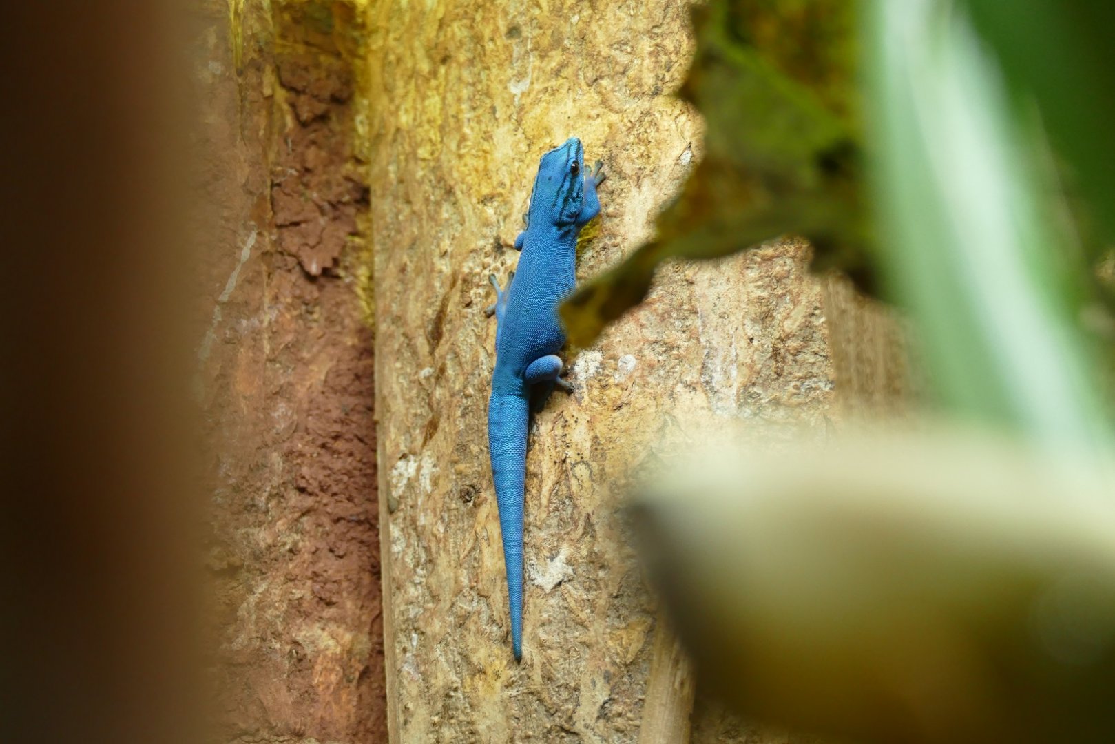 Electric Blue Gecko, April 2022