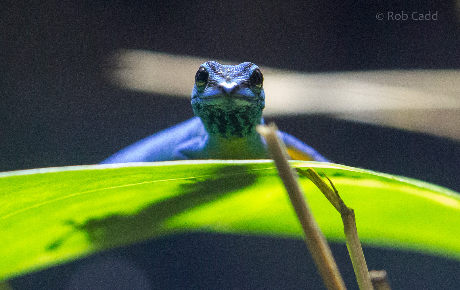 Electric blue gecko : Cotswold WP : 21 Apr 2017