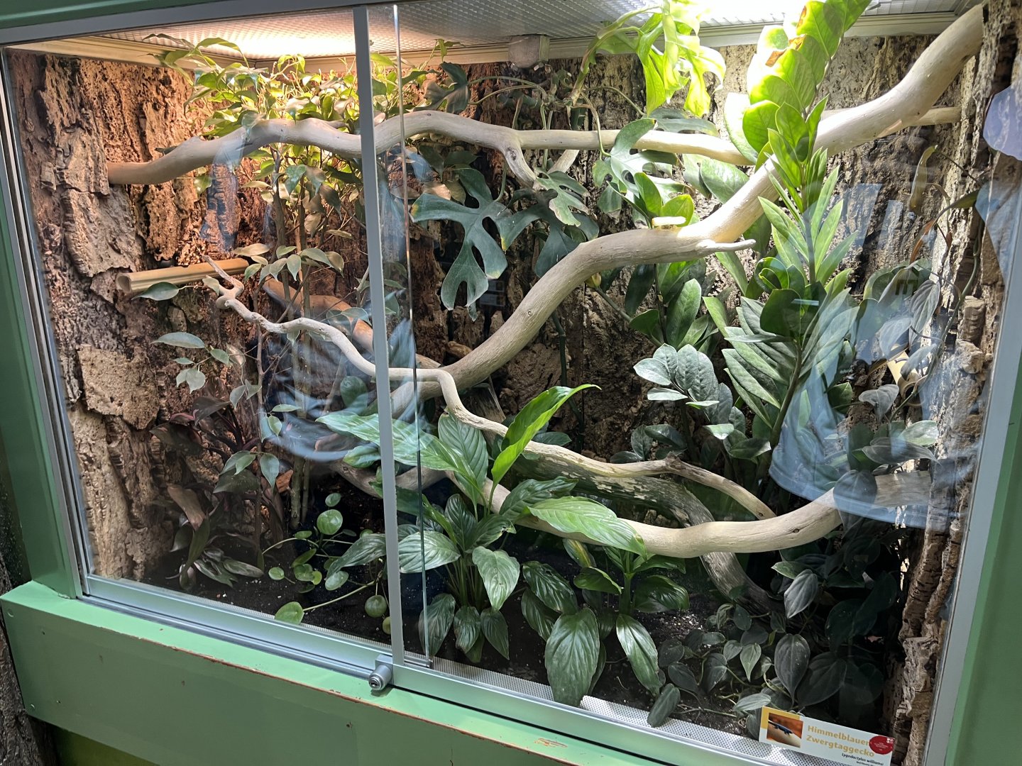 Electric blue gecko exhibit 13.7.25