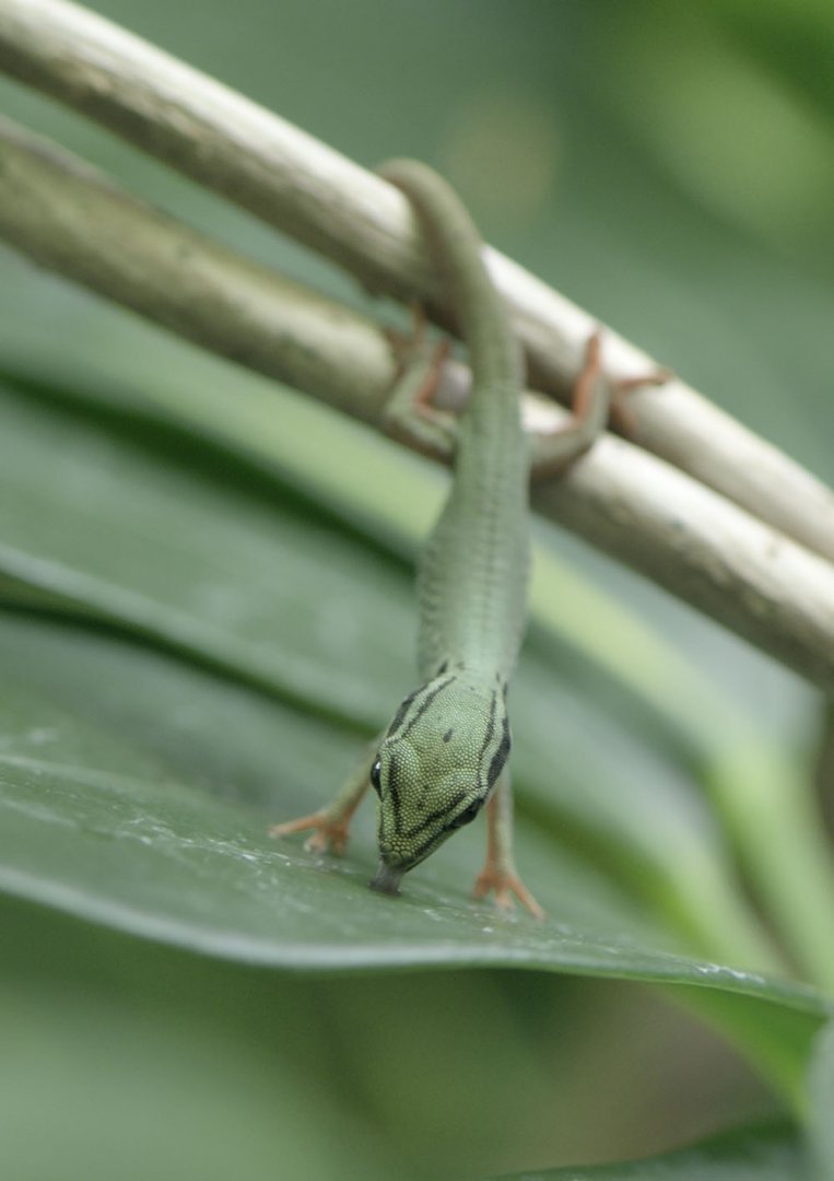 Electric blue gecko hatchling