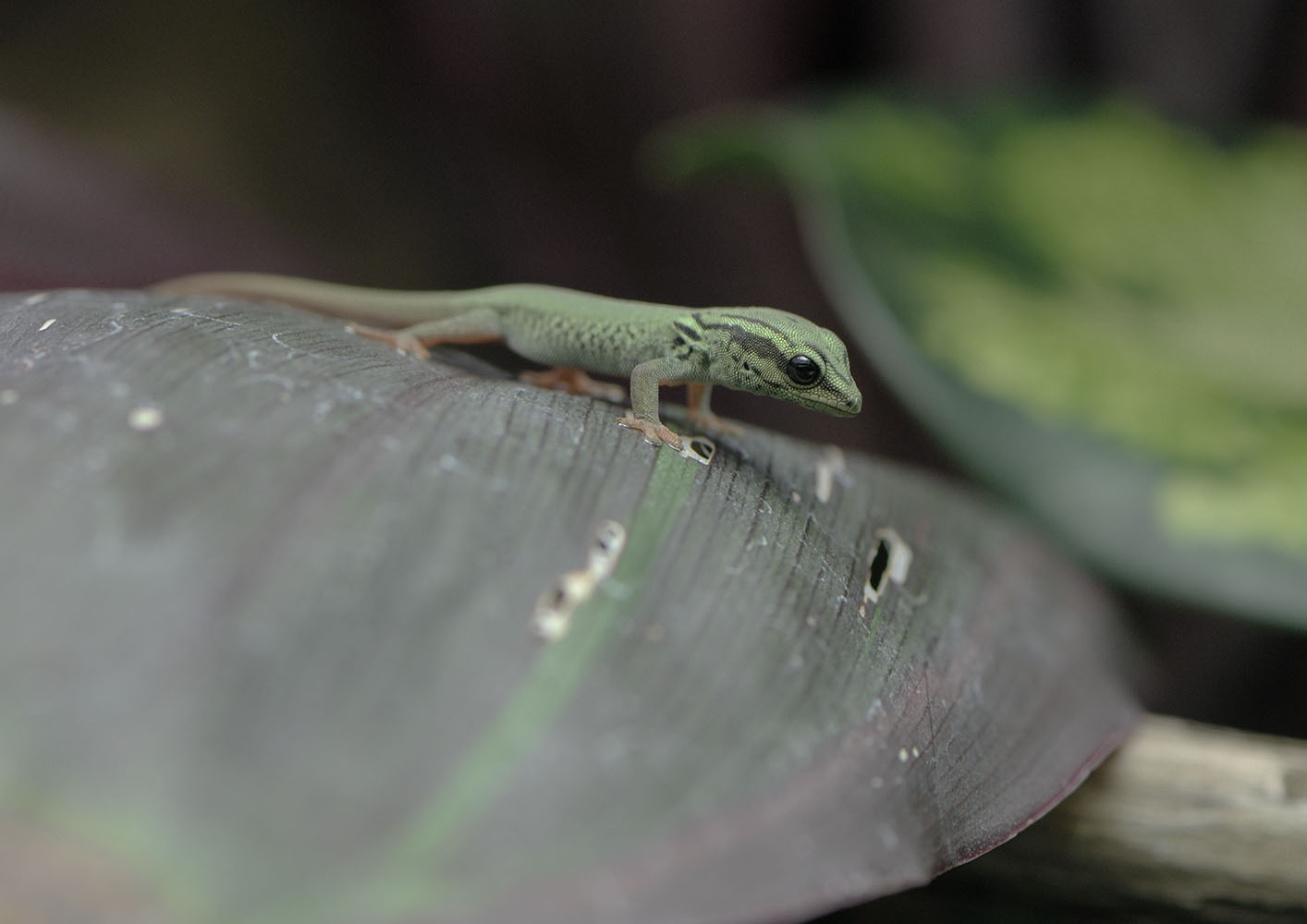 Electric blue gecko hatchling