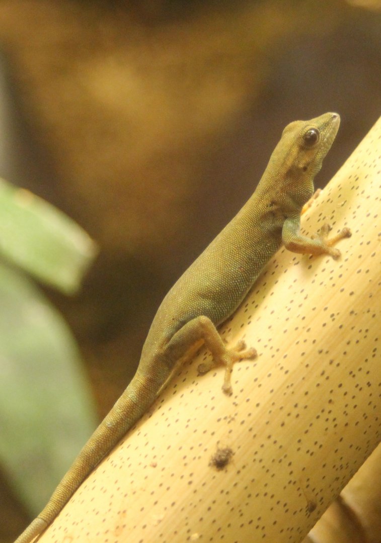Electric blue gecko - Lygodactylus williamsi - female