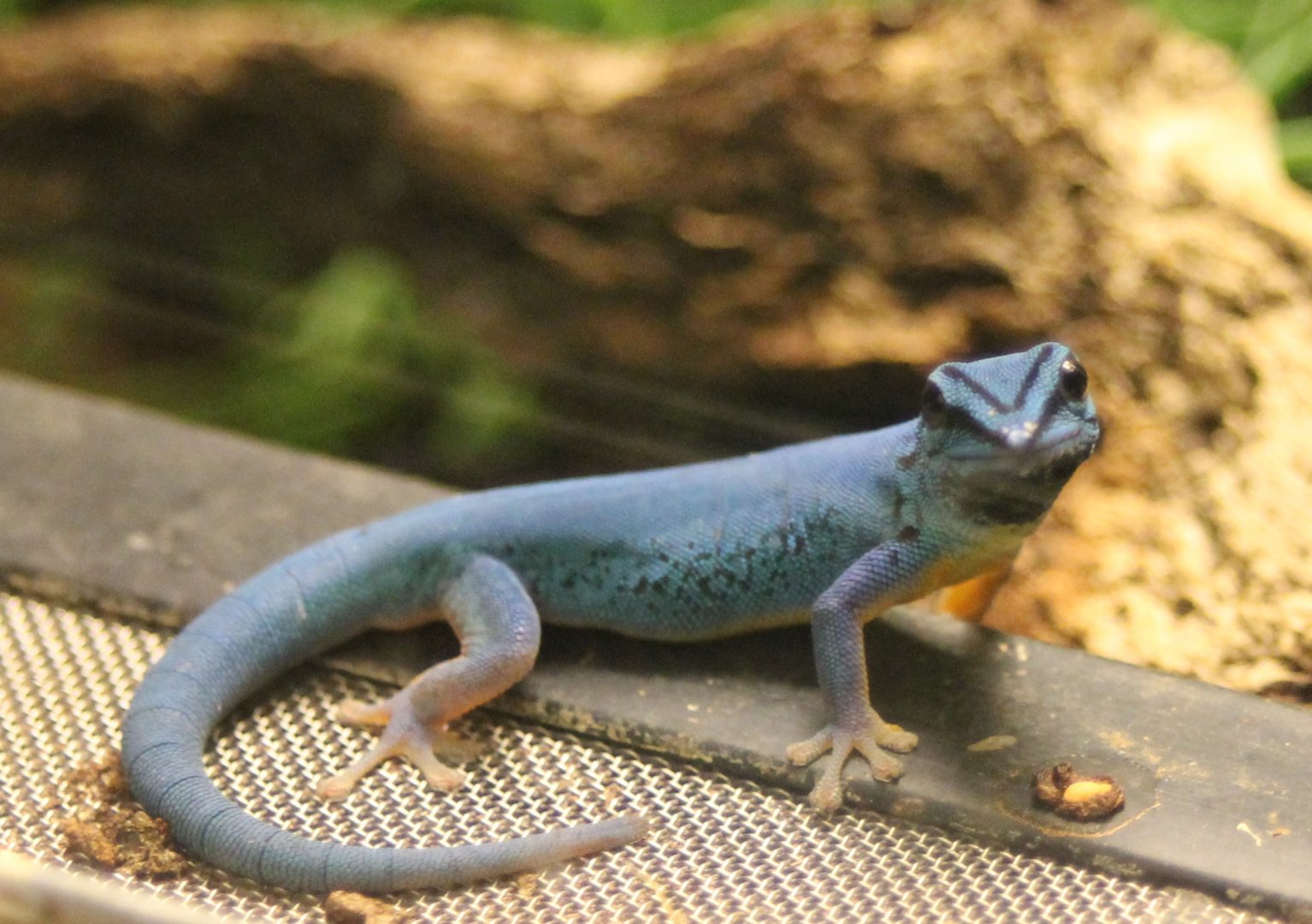 Electric blue gecko - Lygodactylus williamsi - male
