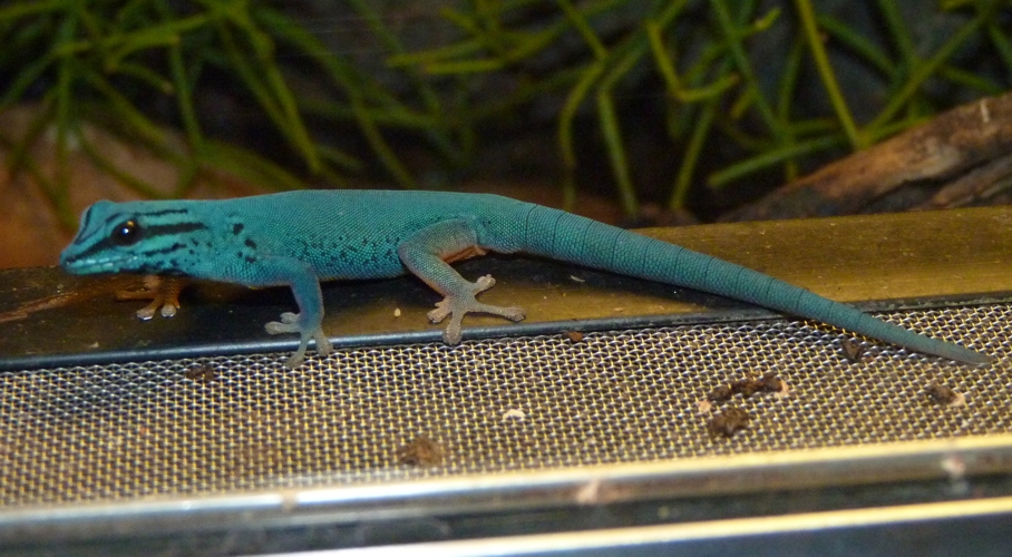 Electric blue gecko (Lygodactylus williamsi)