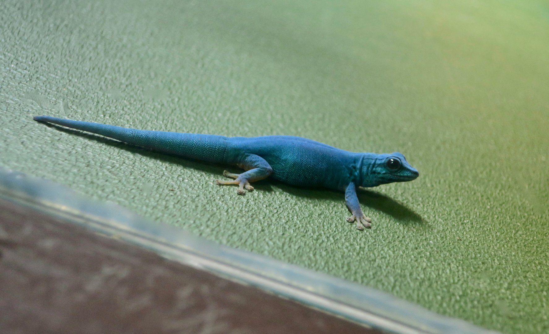 Electric Blue Gecko (Lygodactylus williamsi)