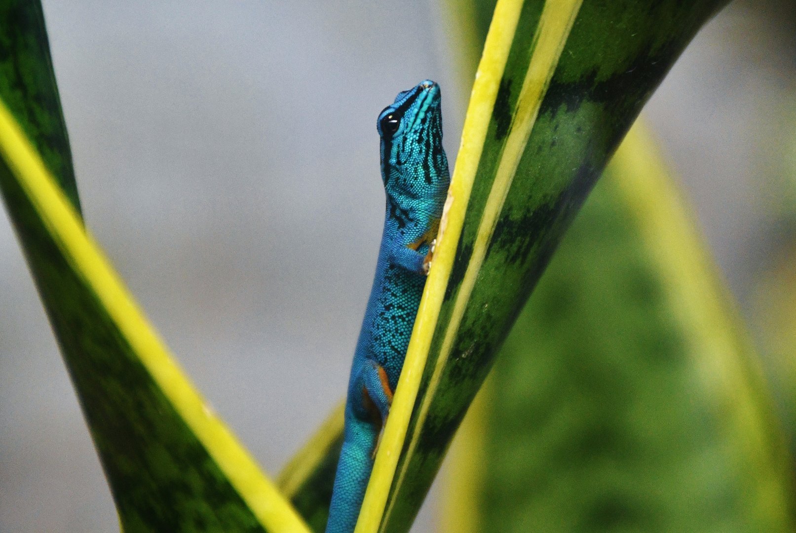 Electric Blue Gecko (Lygodactylus williamsi)