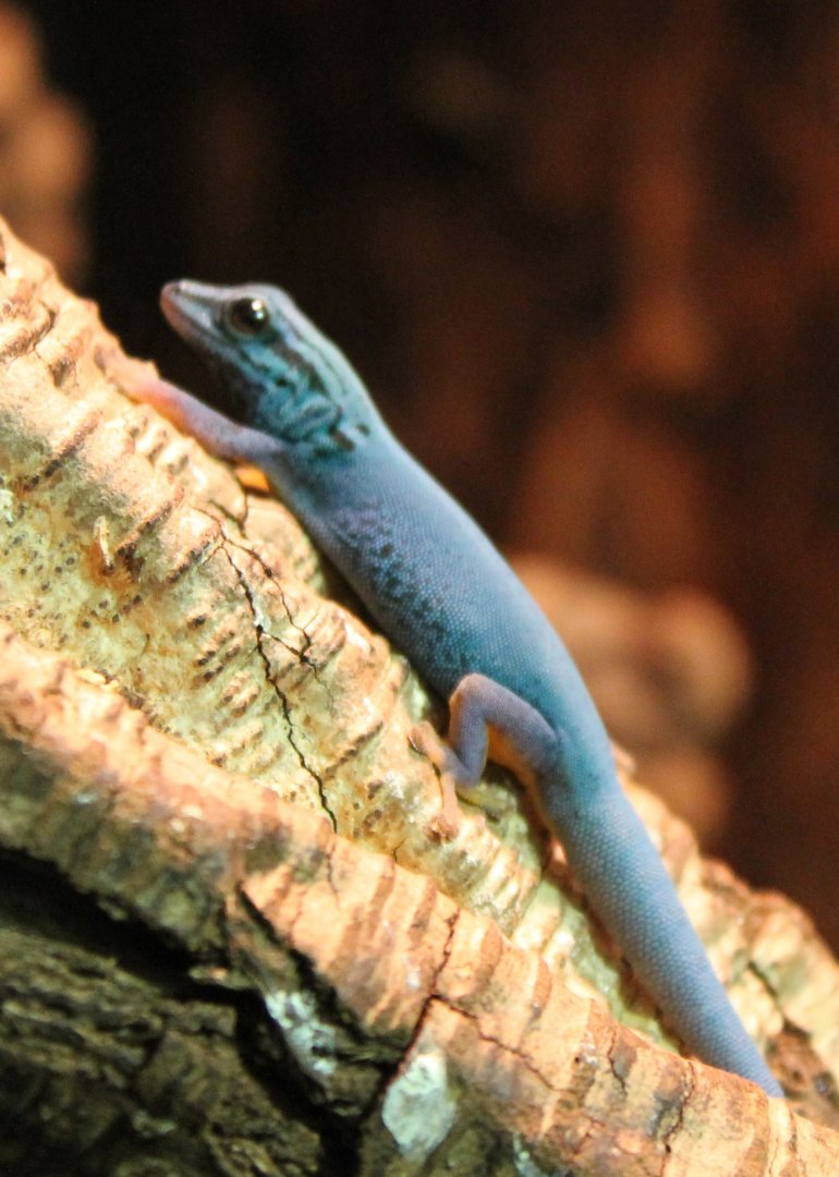 Electric blue gecko