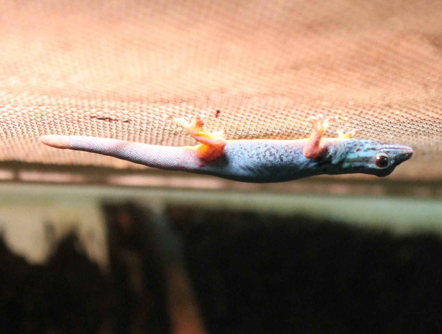 Electric blue gecko