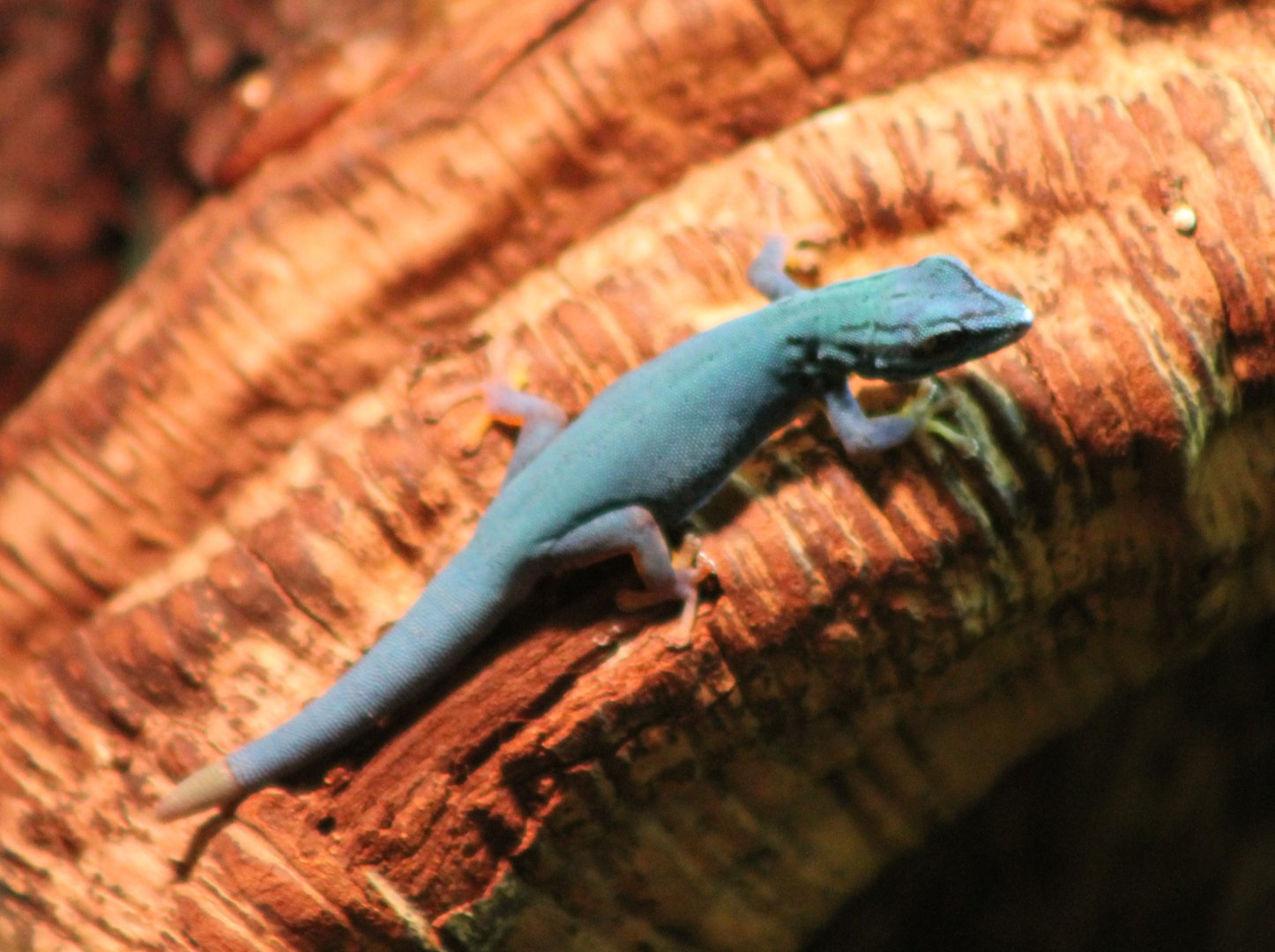 Electric blue gecko