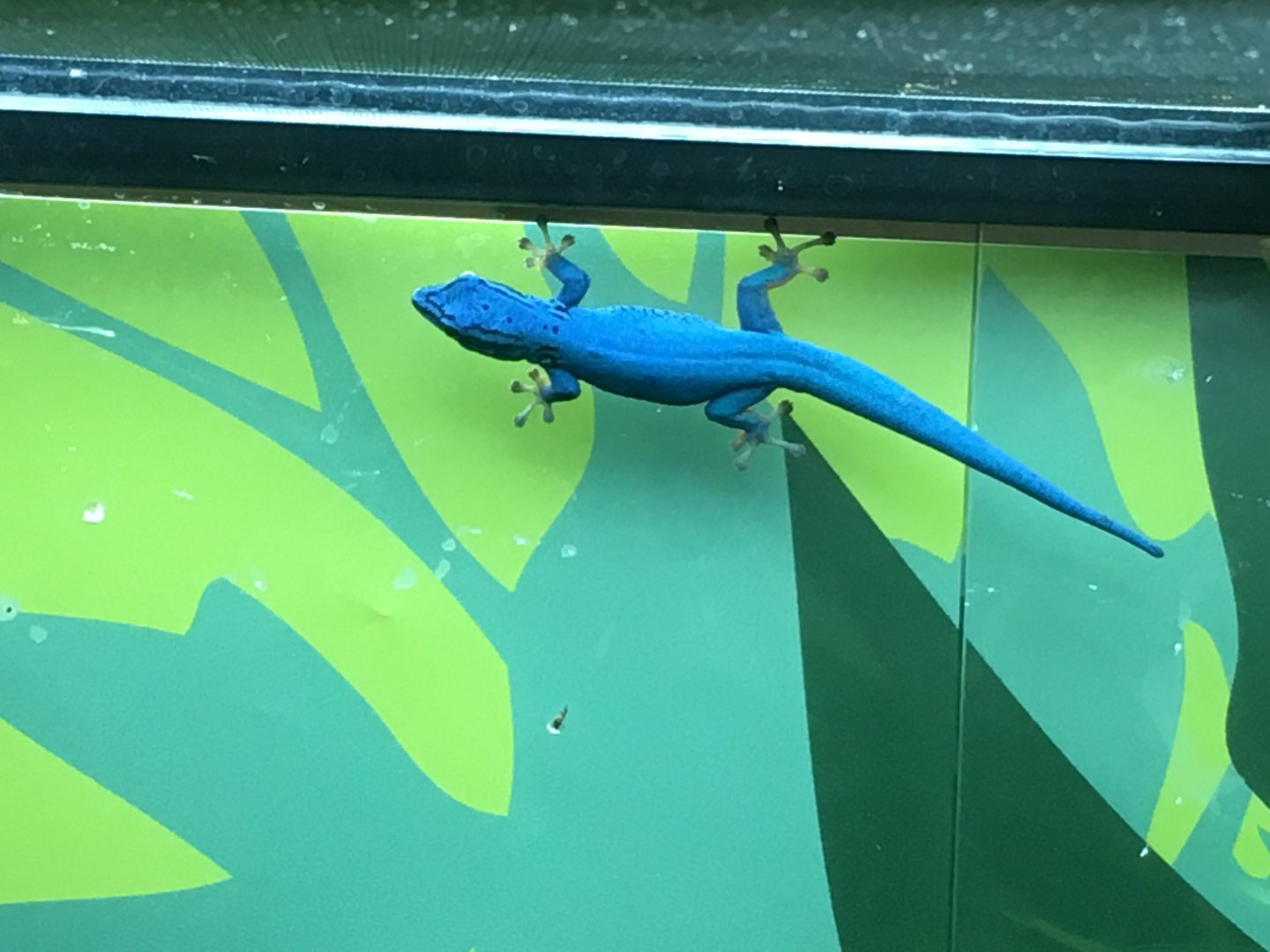 electric blue gecko