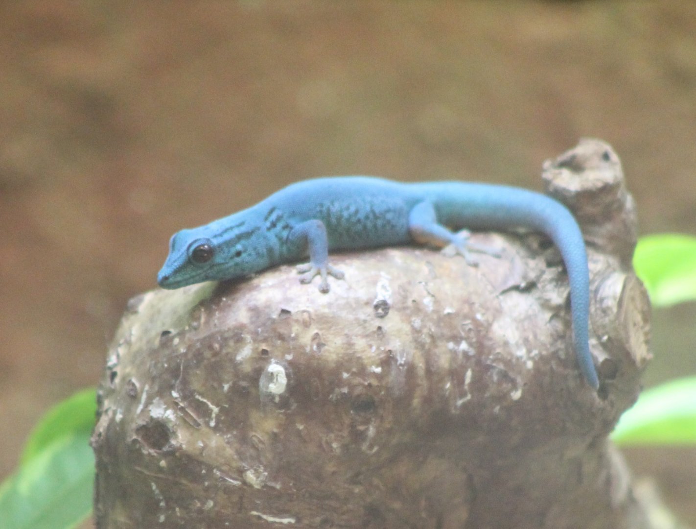 Electric blue gecko