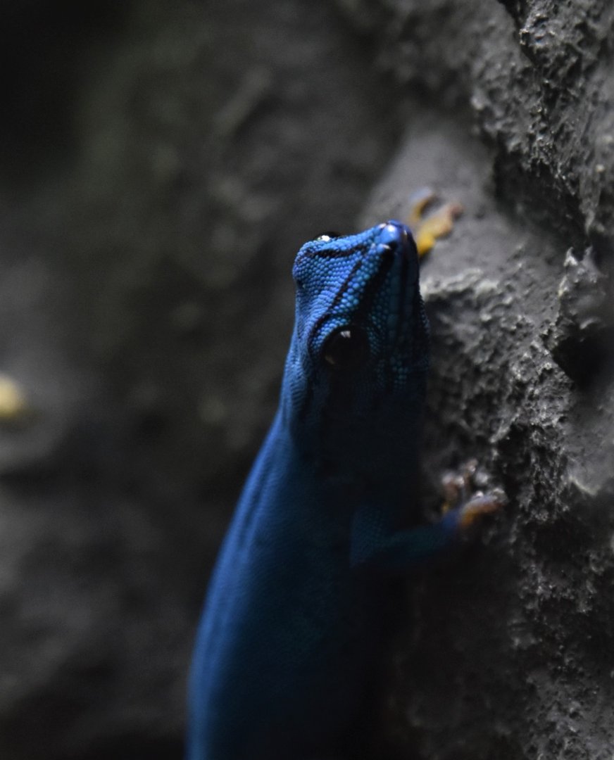 Electric blue gecko