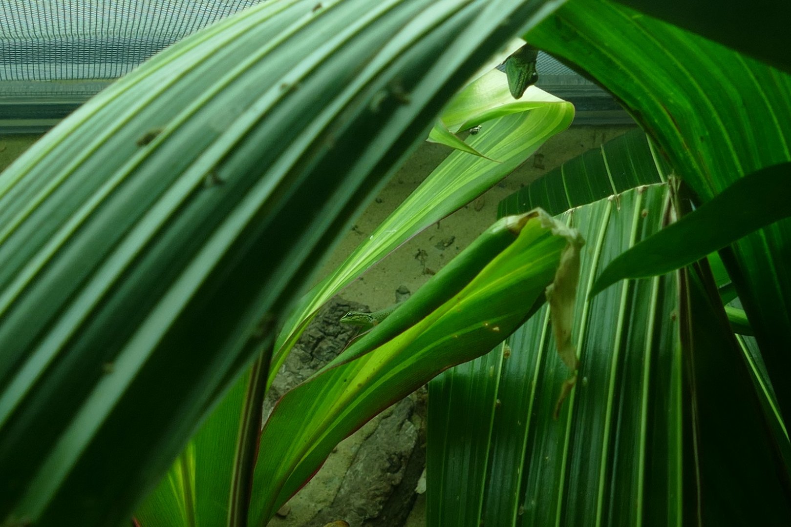Electric blue geckos, August 2018