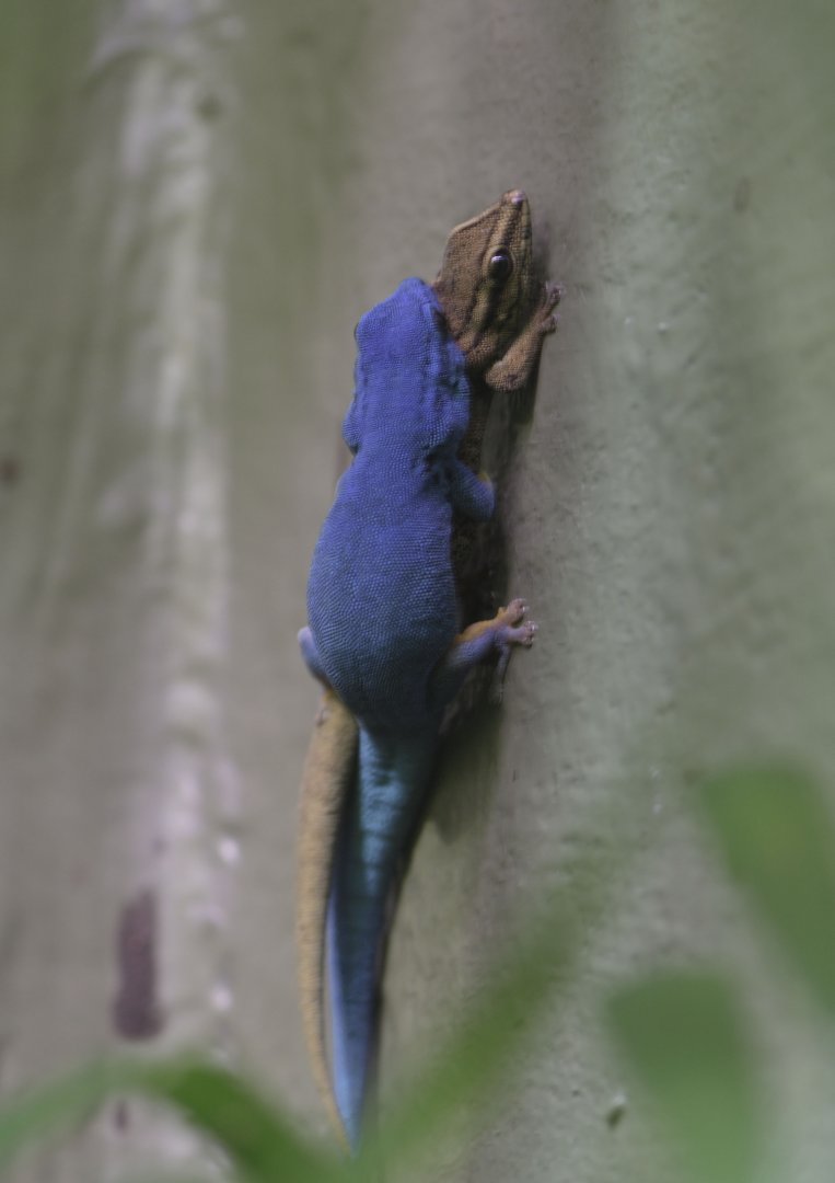 Electric blue geckos making sparks fly!