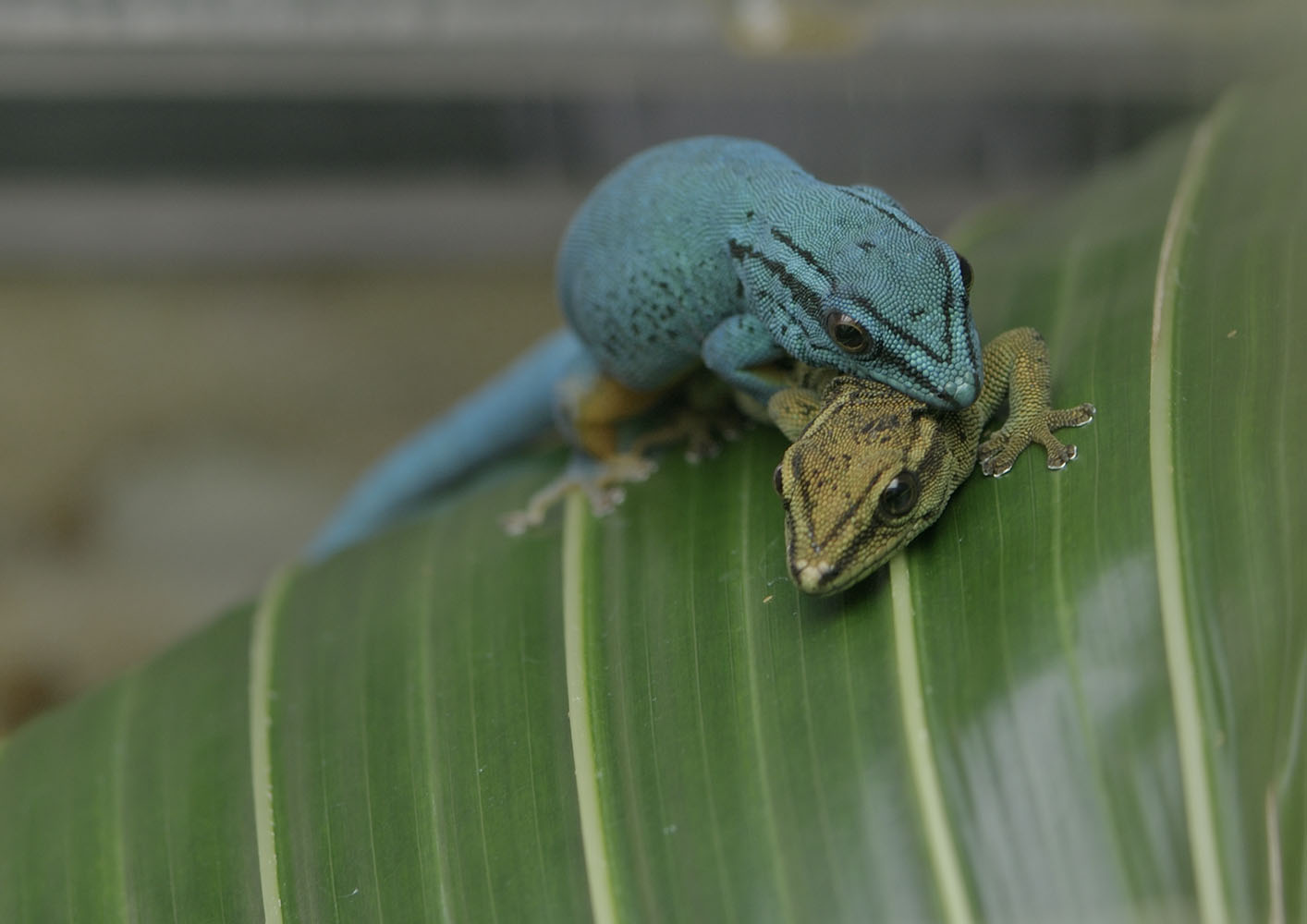 Electric blue geckos mating