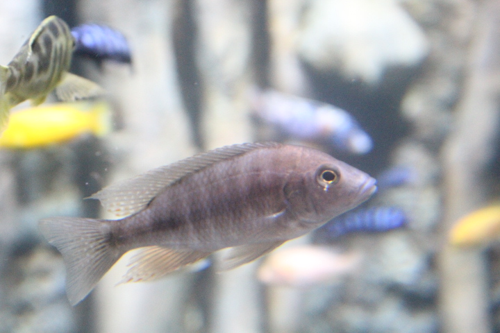 Electric blue hap (Sciaenochromis fryeri) - BXSea