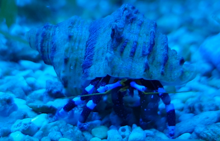 Electric blue hermit crab - Calcinus elegans