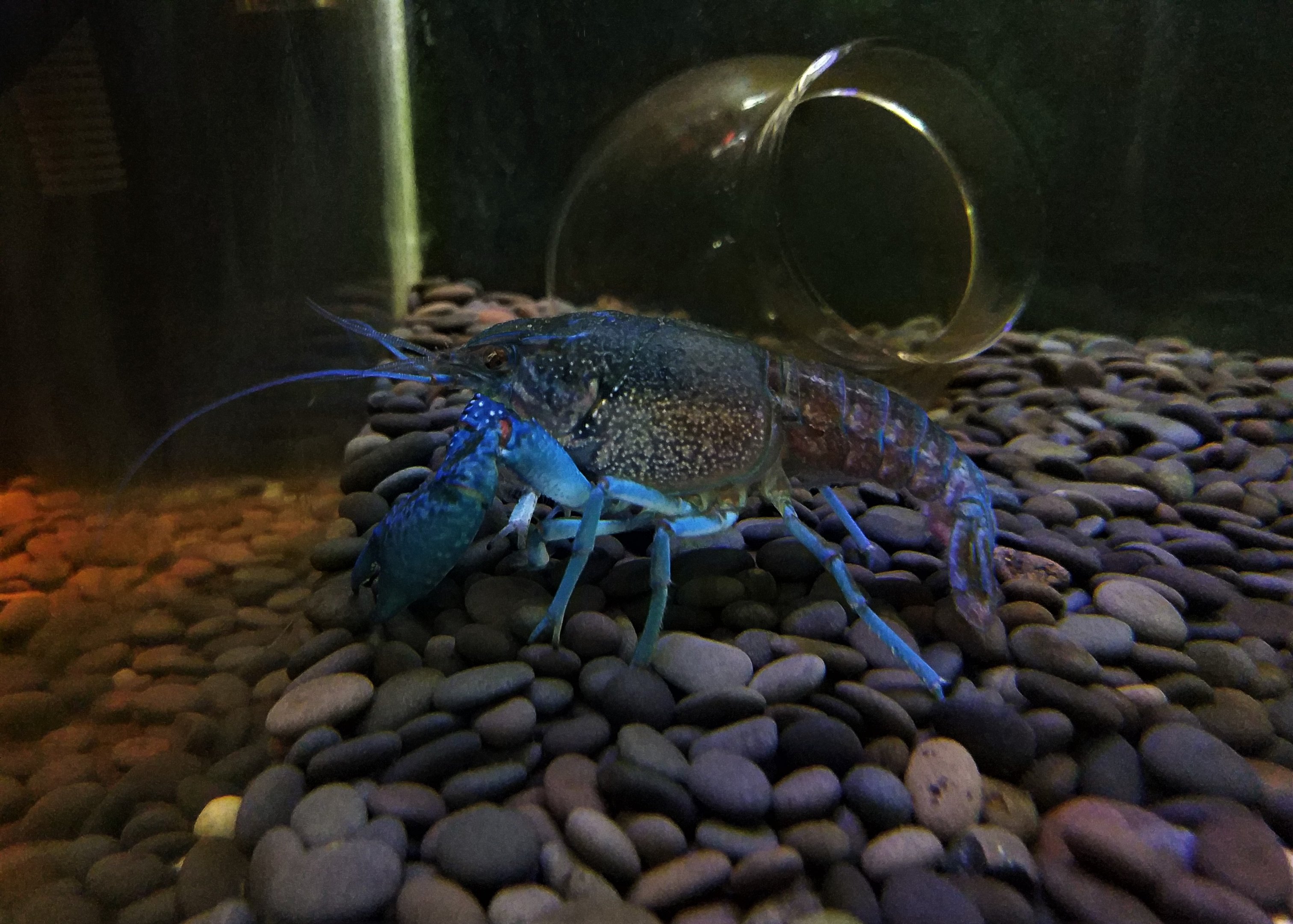 Electric Blue Lobster