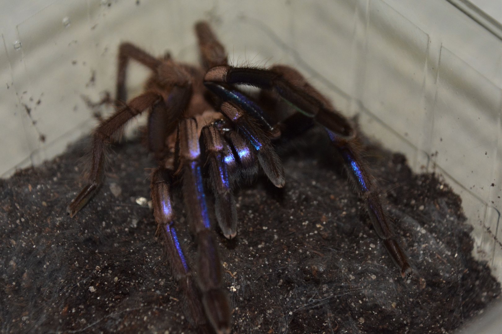 Electric blue tarantula (Chilobrachys natanicharum)