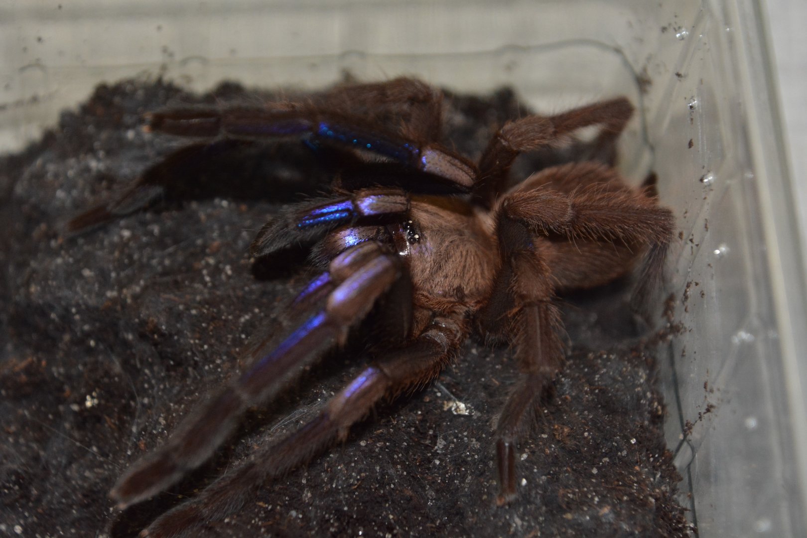 Electric blue tarantula (Chilobrachys natanicharum)