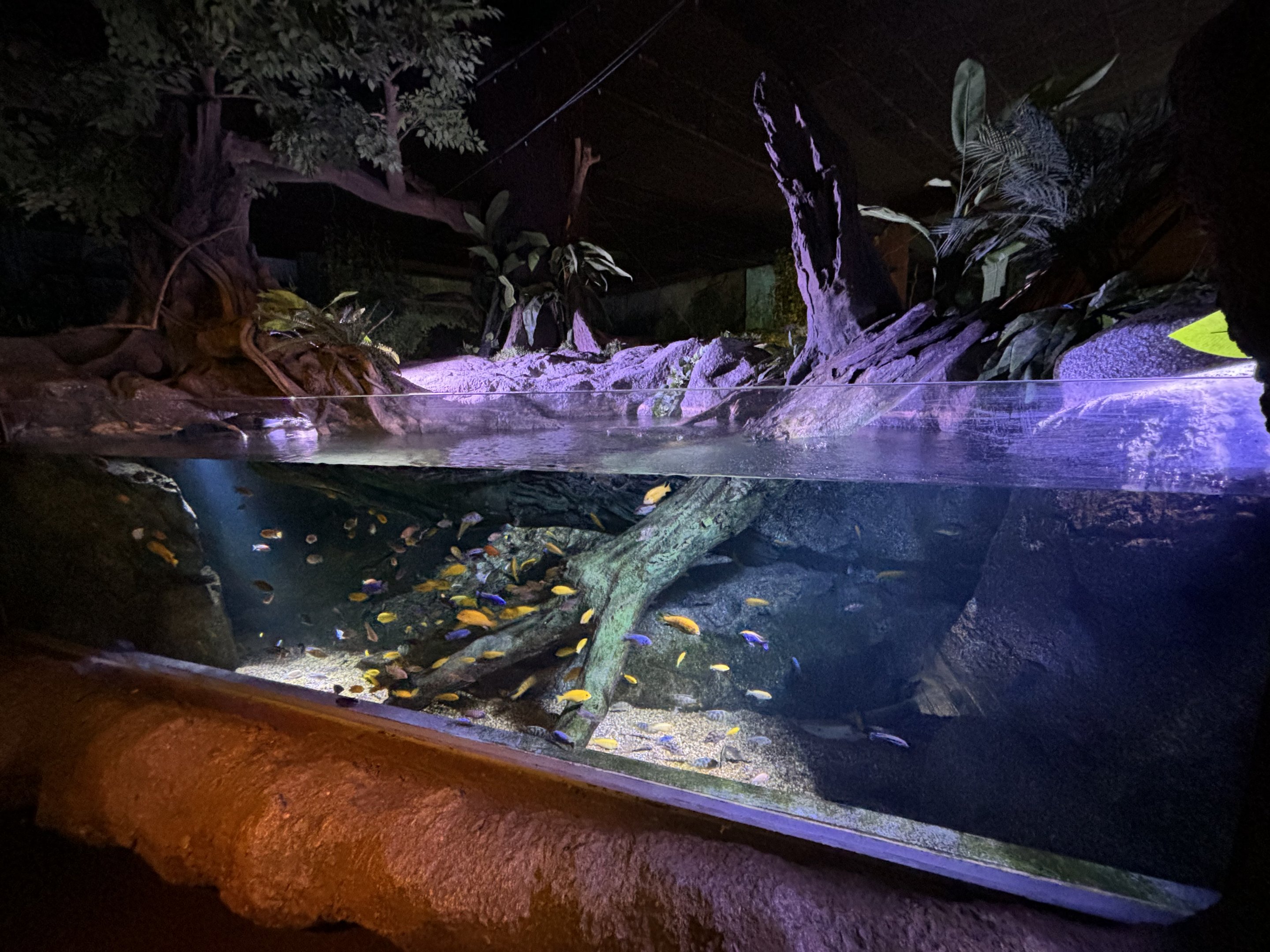Electric Blue & Yellow Cichlid Exhibit