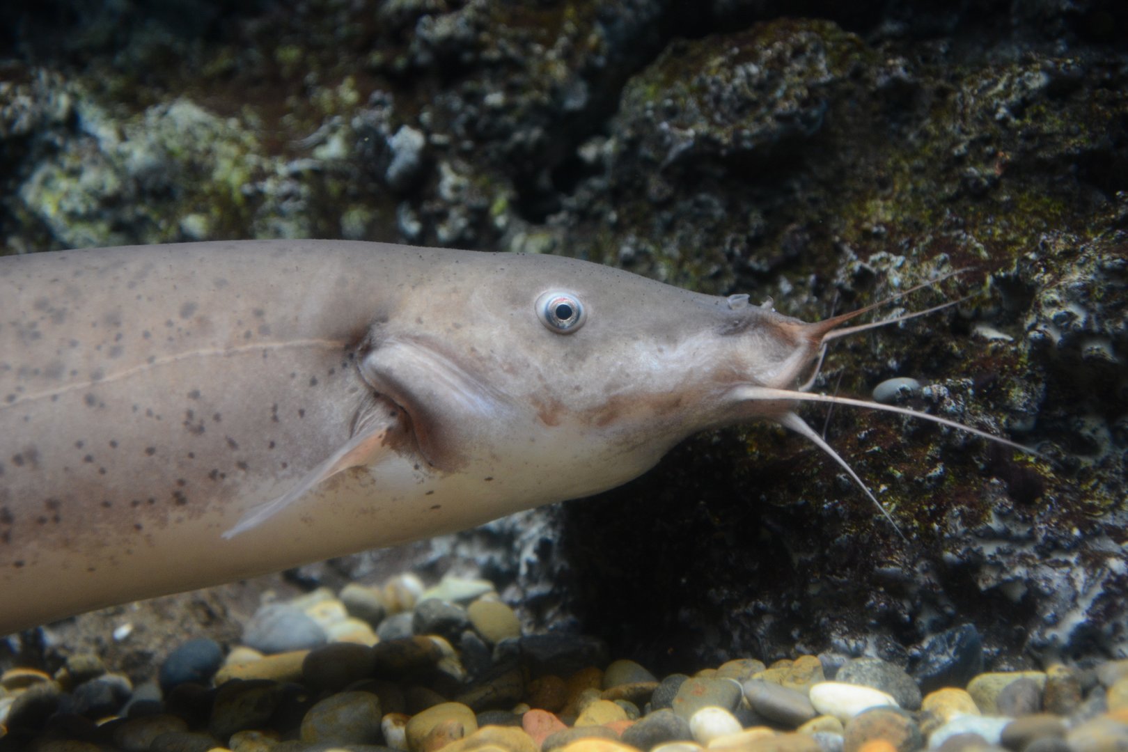 Electric catfish (Malapterurus cf. electricus)