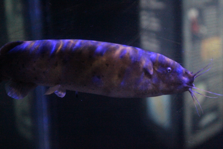 Electric catfish (Malapterurus electricus)