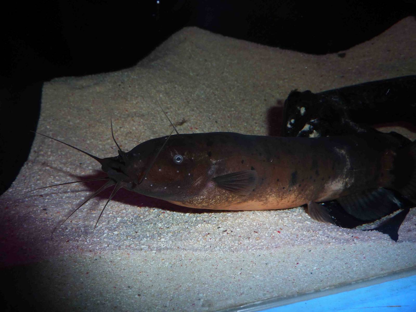 Electric catfish, May 2013.