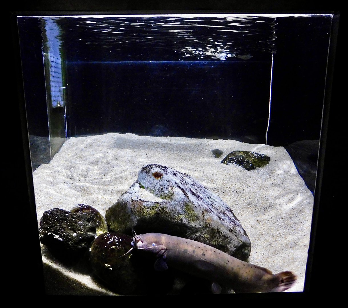 Electric Catfish Tank - Kawasui Kawasaki Aquarium October 8, 2025