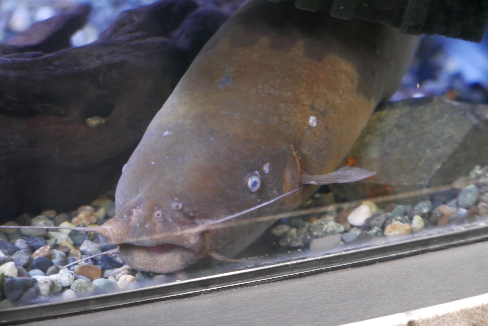 Electric catfish