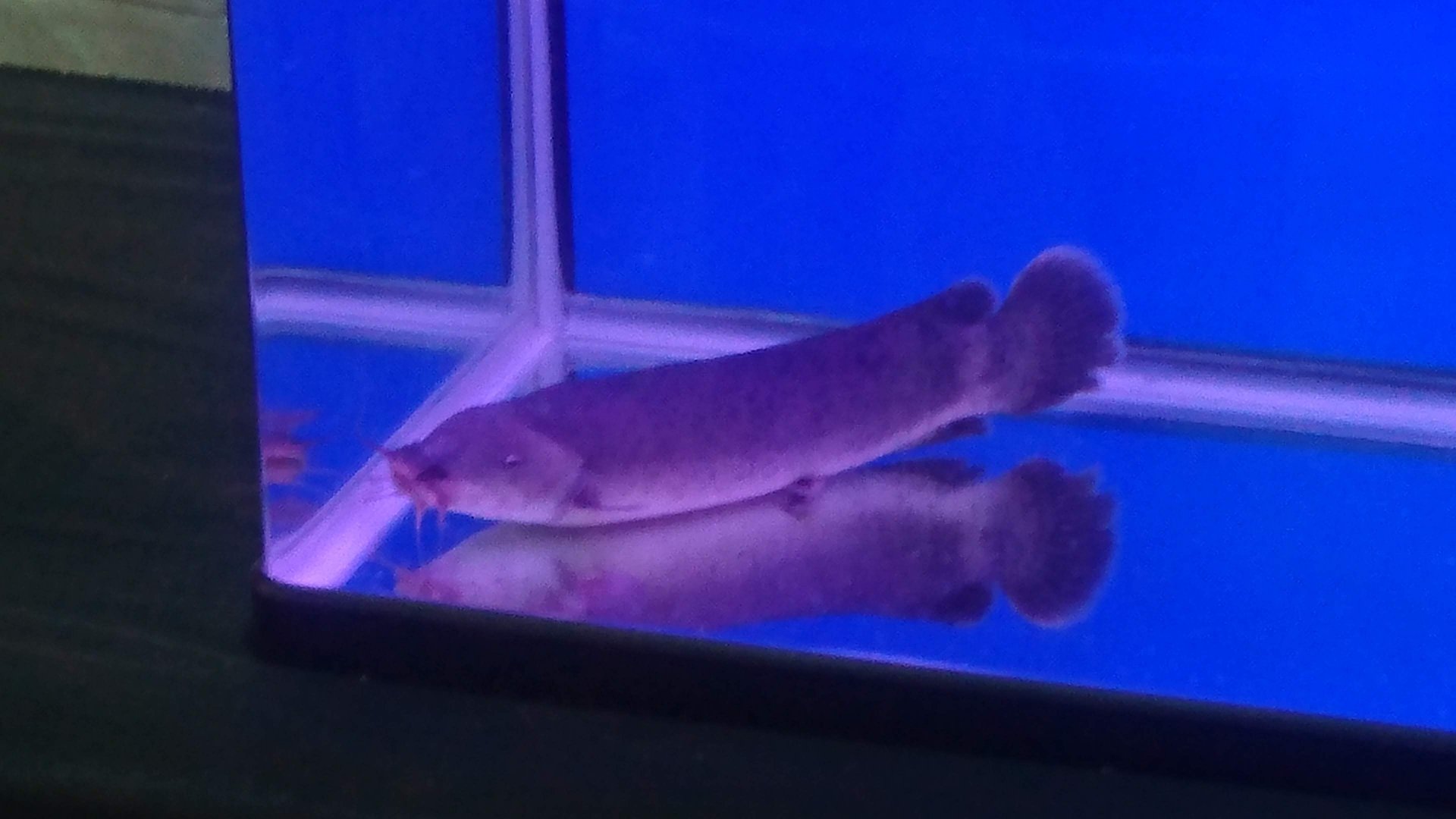 Electric Catfish
